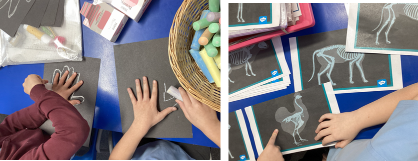 Hand x-rays with chalk and examining animal x-rays