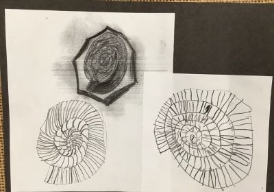 Drawing of fossils