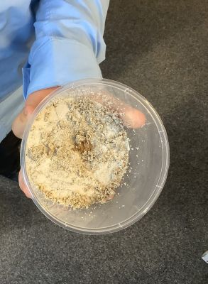 Fossil excavation activity