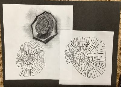 Drawing of fossils