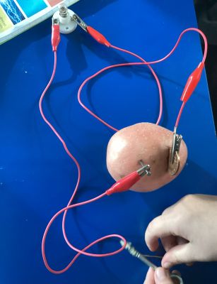 A circuit using a potato as a power source