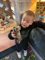 Child building a pig's house