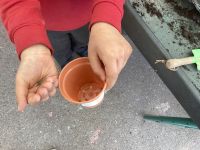 Child planting
