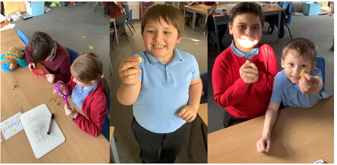 pupils dissecting seeds