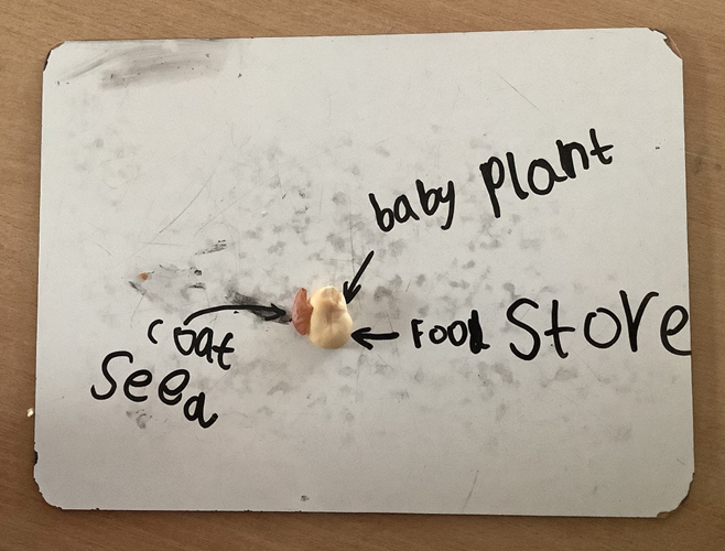 a diagram of a dissected seed