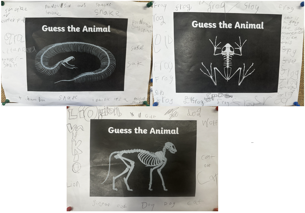 Guess the animal drawings