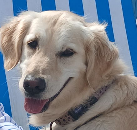 Photograph of Lottie