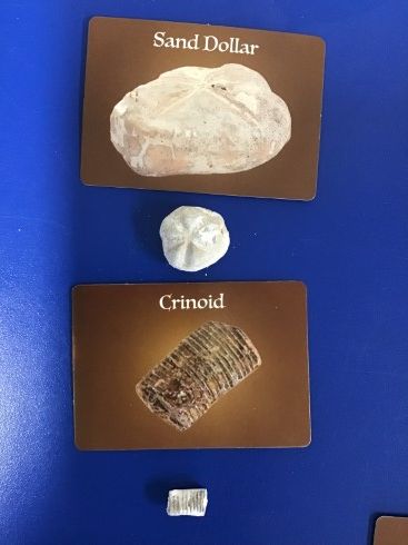 fossil